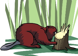 beaver