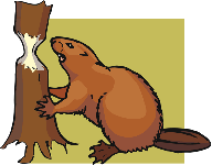 cdn.animals.pt1.ex1.1.beaver.gif