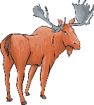 cdn.animals.pt1.ex1.4.moose.gif