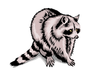 cdn.animals.pt1.ex1.5.raccoon.gif