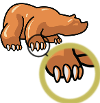 cdn.animals.pt1.ex1.8.claws.gif