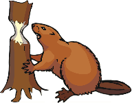 cdn.animals.pt1.ex3.beaver.gif