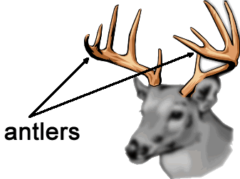 cdn.animals.pt1.ex9.antlers.gif