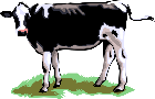 cdn.animals.pt1.ex9.cow.gif