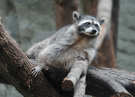 cdn.animals.pt2.ex5.raccoon.jpg