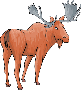 cdn.moose.ex1.moose.gif